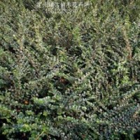 河北猥實(shí)、金葉榆球、紅葉李、平枝荀子