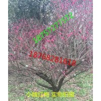 出售20公分嫁接紅梅