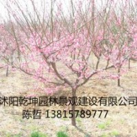 紅梅 臘梅 綠梅