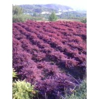 長(zhǎng)期供應(yīng)櫻花紅楓，青楓，羽毛楓，垂絲海棠