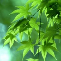 長(zhǎng)期供應(yīng)櫻花紅楓，青楓，羽毛楓，垂絲海棠