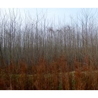 低價供應(yīng)優(yōu)質(zhì)楊樹苗