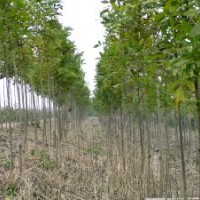 供應(yīng)白蠟，西府海棠，五角峰