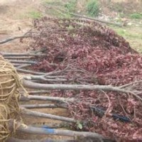 香花槐、紫葉李、紅(白黃)玉蘭、垂絲(西府)海棠