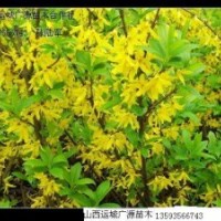 連翹苗大量低價(jià)出售