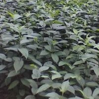 供應(yīng)7公分杜仲羅根