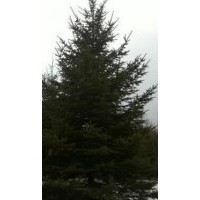 供應(yīng)云杉34567810米高大樹