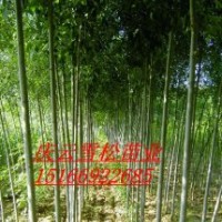 速生白蠟速生國(guó)槐的繁育及銷售