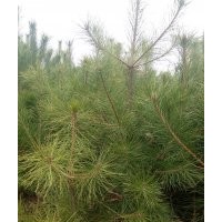 油松供應(yīng)r