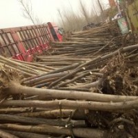 天佑綠化苗木合作社