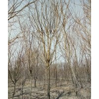 天佑綠化苗木合作社