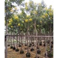 哪里有黃花槐賣