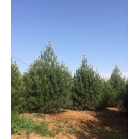 藍田白皮松供應(yīng) 實在人白皮松銷售