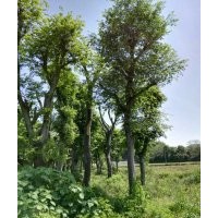 20-40公分樸樹水田移植3年