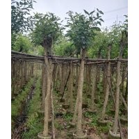 哪里有雞冠刺桐袋苗賣