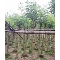 廣東雞冠刺桐批發(fā)