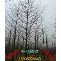 2016年最新銀杏樹(shù)價(jià)格