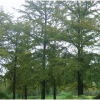 苗圃現(xiàn)對(duì)外供應(yīng)1-50公分銀杏