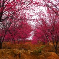 特優(yōu)中國紅櫻花