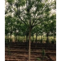 滄州綠茵苗圃出售各種規(guī)格國槐，白蠟，千頭椿，榆樹，臭椿，山桃