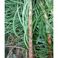 廣西柳州供應(yīng)40-70公分良種杉木苗一千萬株