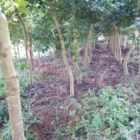 800棵九層皮地苗惠價出售