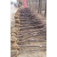 河南紅葉李低價(jià)供應(yīng)