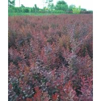 紅葉小檗苗木基地,河北紅葉小檗大量出售,紅葉小檗價(jià)格