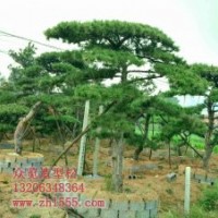 胸徑25公分造型油松供應(yīng)