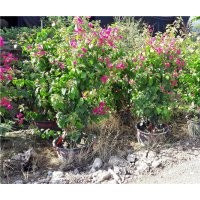 三角梅價(jià)格