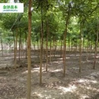 國槐小苗價格-國槐幼苗價格