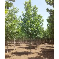 保定法桐多少錢(qián) 保定法桐價(jià)格 保定法桐基地