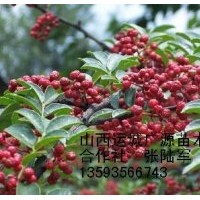 花椒苗出售、花椒苗大量低價(jià)出售貨源充足