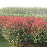 供應(yīng)高桿10公分紅葉石楠價(jià)格 2公分紅葉石楠價(jià)格