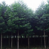 供應(yīng)各種規(guī)格香樟，杜英，樂(lè)昌含笑