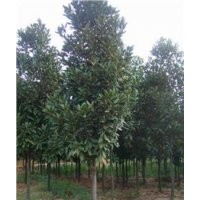 供應(yīng)廣玉蘭，白玉蘭，紫玉蘭