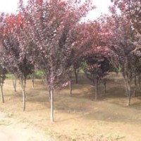 紫葉李價格紅葉李批發(fā)油松 紅葉李基地