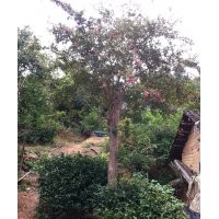 嫁接紫薇-湖南紫薇苗木批發(fā)首選宏景苗木公司，品種優(yōu)良，暢銷全