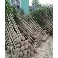 5公分大葉女貞報(bào)價(jià) 5-6公分大葉女貞報(bào)價(jià) 5公分大葉女貞