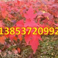 美國(guó)紅楓育苗多少錢(qián) 美國(guó)紅楓報(bào)價(jià) 丹東美國(guó)紅楓