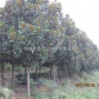 江蘇廣玉蘭價格是多少