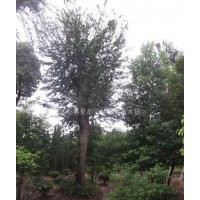 榔榆價(jià)格榔榆樹(shù)價(jià)格榔榆產(chǎn)地