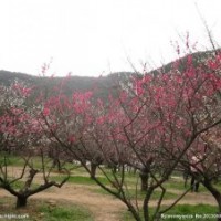 衡陽市大型苗木花卉基地平價轉(zhuǎn)讓（珠暉區(qū)）