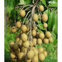 供應(yīng)荔枝樹苗 龍眼樹苗 楊梅樹苗 黃皮樹苗 芒果樹苗 楊桃樹苗 沙