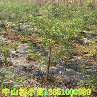 連云港中山杉江蘇中山杉大豐中山杉