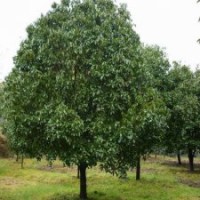 鹽城重陽木 大豐重陽木 重陽木產(chǎn)地