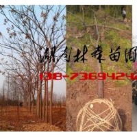 6-8公分欒樹價(jià)格,10-12公分欒樹價(jià)格