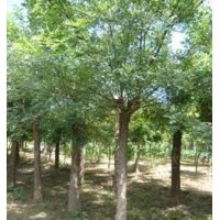 國(guó)槐基地,國(guó)槐價(jià)格,國(guó)槐質(zhì)量,2000畝國(guó)槐園