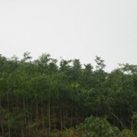 無患子3年苗出售