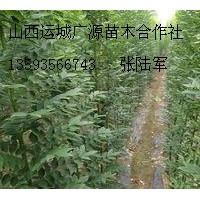 1公分以上國槐苗大量低價出售